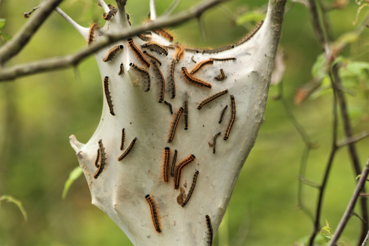 cocon blanc chenilles processionnaires